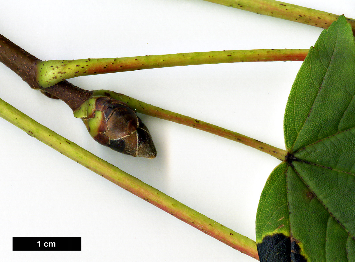 High resolution image: Family: Sapindaceae - Genus: Acer - Taxon: heldreichii - SpeciesSub: subsp. trautvetteri